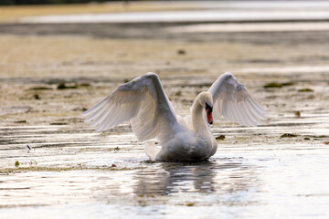 A white mute swan with an orange beak is swimming on the water surface of a river with water lilies in the background and has spread its wings