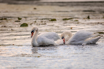 White mute swans with an orange beak is swimming on the water surface of a river with water lilies in the background