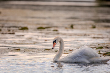 A white mute swan with an orange beak is swimming on the water surface of a river with water lilies in the background