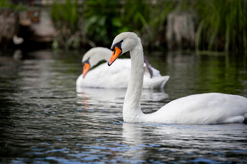 A white mute swans with an orange beak is swimming on the water surface of a river