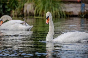 A white mute swans with an orange beak is swimming on the water surface of a river