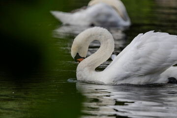 A white mute swans with an orange beak is swimming on the water surface of a river