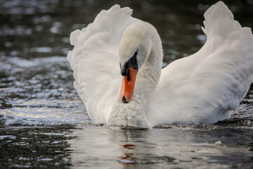 A white mute swan with an orange beak is swimming on the water surface of a river