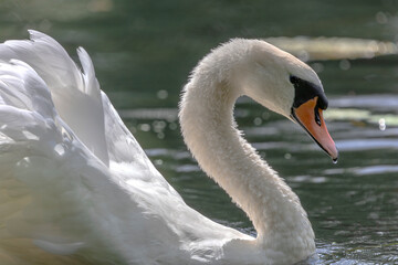 A white mute swan with an orange beak is swimming on the water surface of a river