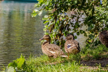 Two female mallard ducks are sitting on the shore of a river or lake under a tree branch.
