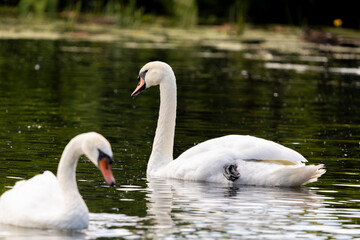 Two white mute swans are swimming on the surface of a river, with water lilies visible in the background