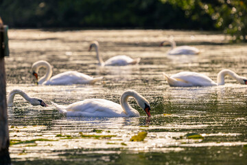 A large flock of white mute swans is feeding in the river, with water lilies visible in the water.