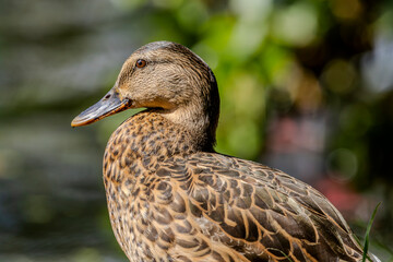 Female mallard duck are sitting on the shore of a river or lake under a tree branch.