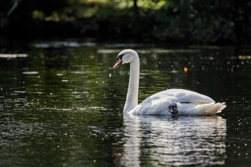 A white mute swan with an orange beak is swimming on the surface of a river