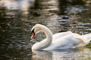 A white mute swan with an orange beak is swimming on the surface of a river