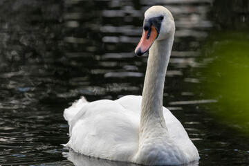 A white mute swan with an orange beak is swimming on the surface of a river and looking directly at the camera.