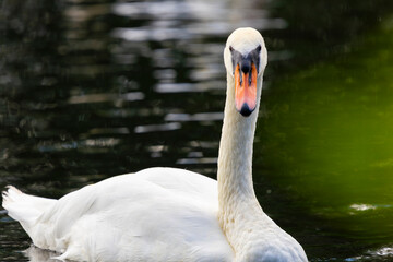 A white mute swan with an orange beak is swimming on the surface of a river and looking directly at the camera.