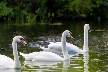 Three white swans are swimming on the surface water of a river