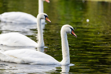 Three white swans are swimming on the surface water of a river