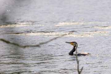 The photo captures a large black birds, likely Great cormorant (Phalacrocorax carbo), swimming on the river.