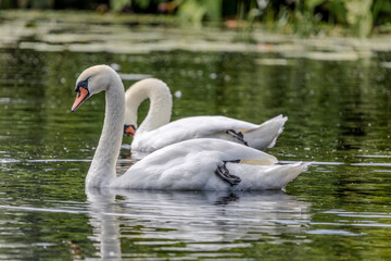 Two white mute swans are swimming on the surface of a river, with water lilies visible in the background