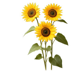 Fototapeta premium A vibrant bouquet of sunflowers showcasing bright yellow petals and rich brown centers, perfect for adding warmth to any space. transparent background