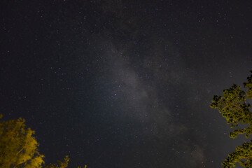 The treetops are silhouetted against a starry night sky featuring the Milky Way.
