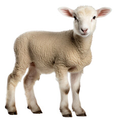 Fototapeta premium PNG Lamb livestock standing animal.