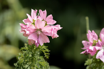 Fototapeta premium close-up of a beautiful pink wild Musk Mallow flowers (Malva moschata) Wilts UK