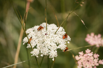 Common red soldier beetles (Rhagonycha fulva), aka the bloodsucker beetle and the hogweed bonking beetle feeding on a wild carrot top