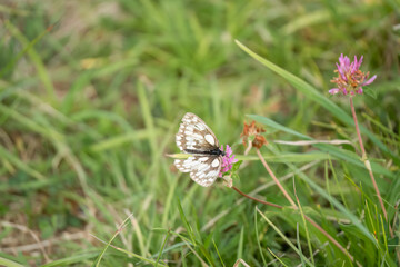 close-up of a Marbled White butterfly (Melanargia galathea)