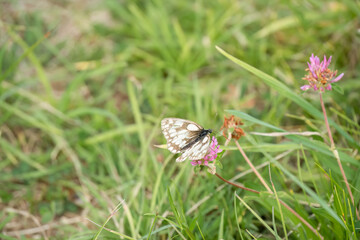 close-up of a Marbled White butterfly (Melanargia galathea)