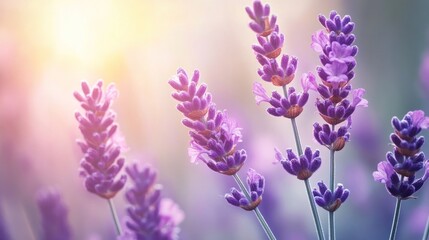 Naklejka premium Lavender Flowers in the Sunlight