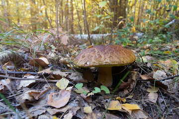 Large mushroom in a forest clearing