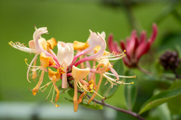 close-up of beautiful goldflame honeysuckle flower (Lonicera × heckrottii) in summer bloom