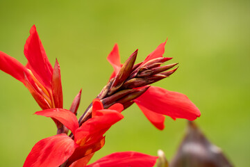 close-up of Canna indica, Russian Red, Indian Shot