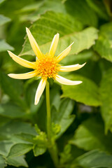close-up of Star Dahlia Honka Yellow