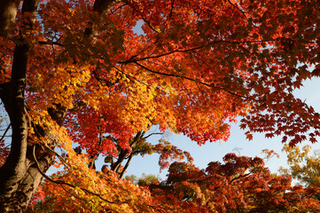 札幌中島公園の秋の紅葉