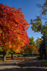 札幌中島公園の秋の紅葉
