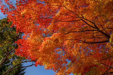 札幌中島公園の秋の紅葉