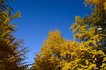 札幌中島公園の秋の紅葉