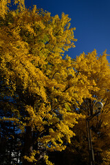 札幌中島公園の秋の紅葉