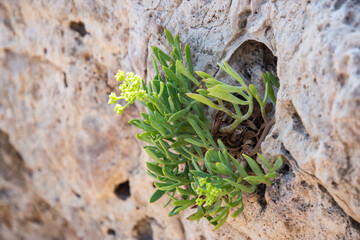 Succulent growing through a hole in coastal sea rock closeup