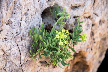 Succulent growing through a hole in coastal sea rock closeup