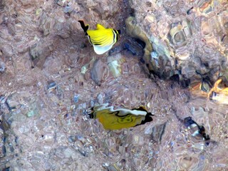 Colorful Tropical Fish Swimming in Shallow Sea With Wavy Reflections and Vibrant Light Refraction