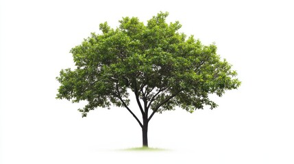 Obraz premium Isolated Green Tree on White Background