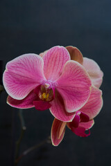 beautiful fuchsia orchid in a portrait photo