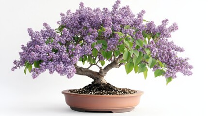 Fototapeta premium A beautifully shaped lilac bonsai in a pot, showcasing purple flowers and greenery, symbolizing plant care, bonsai art, and gardening