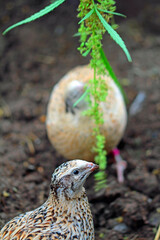 japanese quail eat hemp seeds