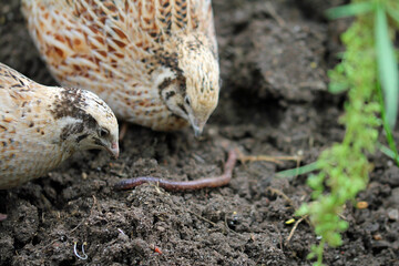 quail bird on the ground