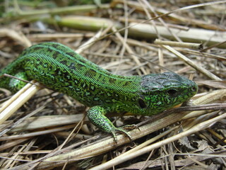 Green lizard in the natural environment
