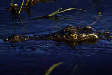Crocodile yellow eye lurking above the water with reeds in the background Botswana Africa