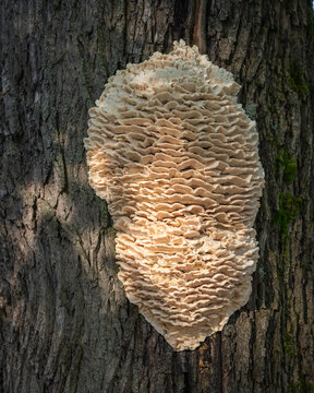 Climacodon septentrionalis growing on tree. Northern Tooth fungus, Climacodon septentrionalis, a massive mushroom growing on a tree in Finland. 