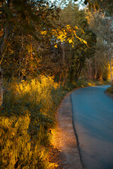 Autumn Forest with Golden Leaves