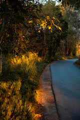 Autumn Forest with Golden Leaves